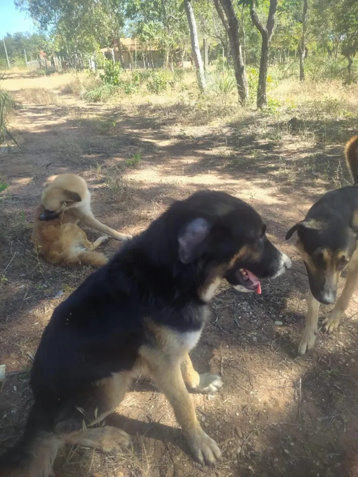 Cachorro raça Pastor Alemão idade 2 anos nome zorro,escott, Ravena,cloe e kira  são 5 cachorros 