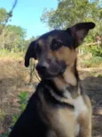 zorro,escott, Ravena,cloe e kira  são 5 cachorros 