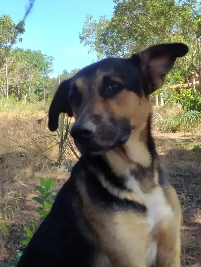 Cachorro raça Pastor Alemão idade 2 anos nome zorro,escott, Ravena,cloe e kira  são 5 cachorros 