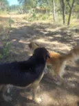 zorro,escott, Ravena,cloe e kira  são 5 cachorros 