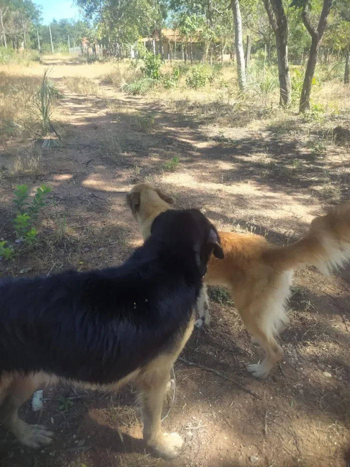 Cachorro raça Pastor Alemão idade 2 anos nome zorro,escott, Ravena,cloe e kira  são 5 cachorros 