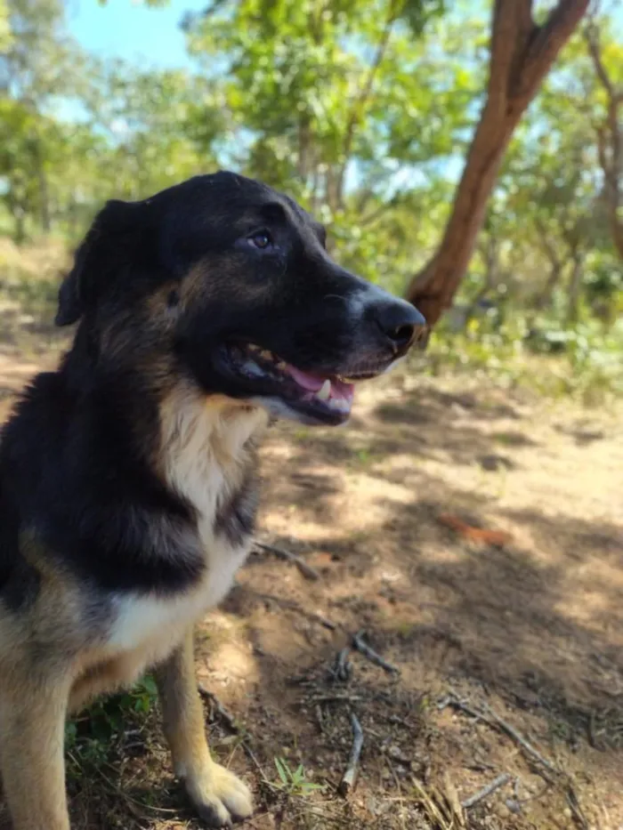 Cachorro raça Pastor Alemão idade 2 anos nome zorro,escott, Ravena,cloe e kira  são 5 cachorros 