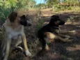 zorro,escott, Ravena,cloe e kira  são 5 cachorros 