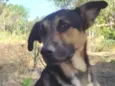 zorro,escott, Ravena,cloe e kira  são 5 cachorros 