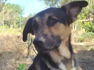 Cachorro raça Pastor Alemão idade 2 anos nome zorro,escott, Ravena,cloe e kira  são 5 cachorros 