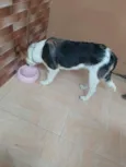 Orelha (provisório)