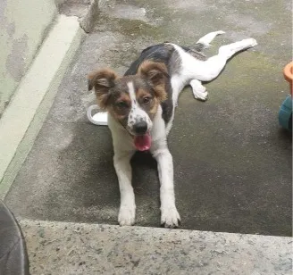 Cachorro raça SRD-ViraLata idade 2 a 6 meses nome Orelha (provisório)