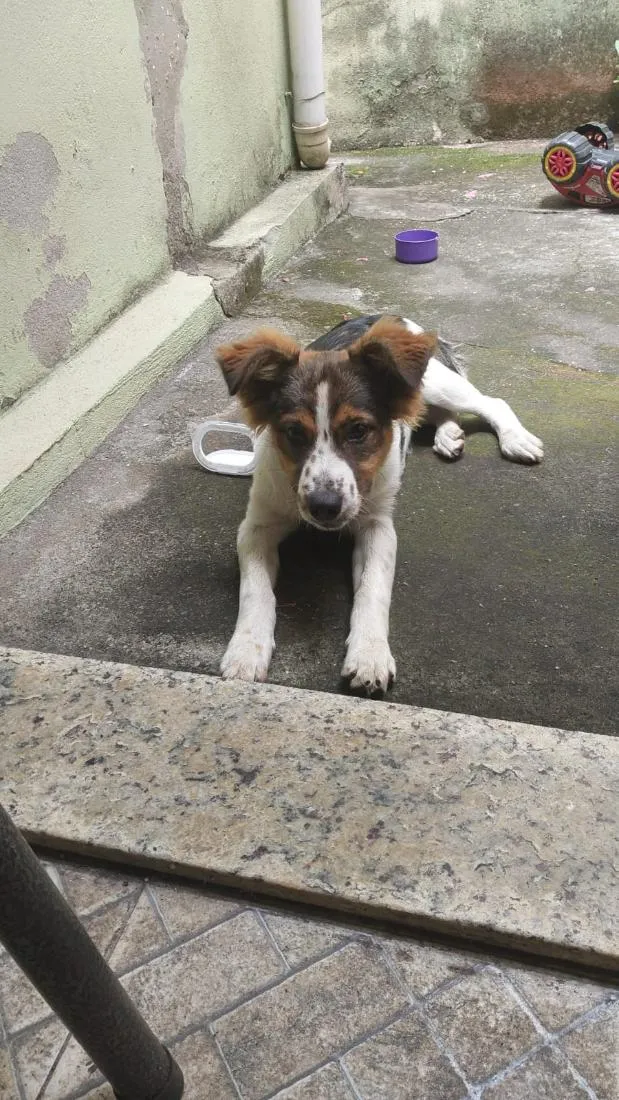 Cachorro raça SRD-ViraLata idade 2 a 6 meses nome Orelha (provisório)