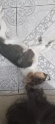 Orelha (provisório)