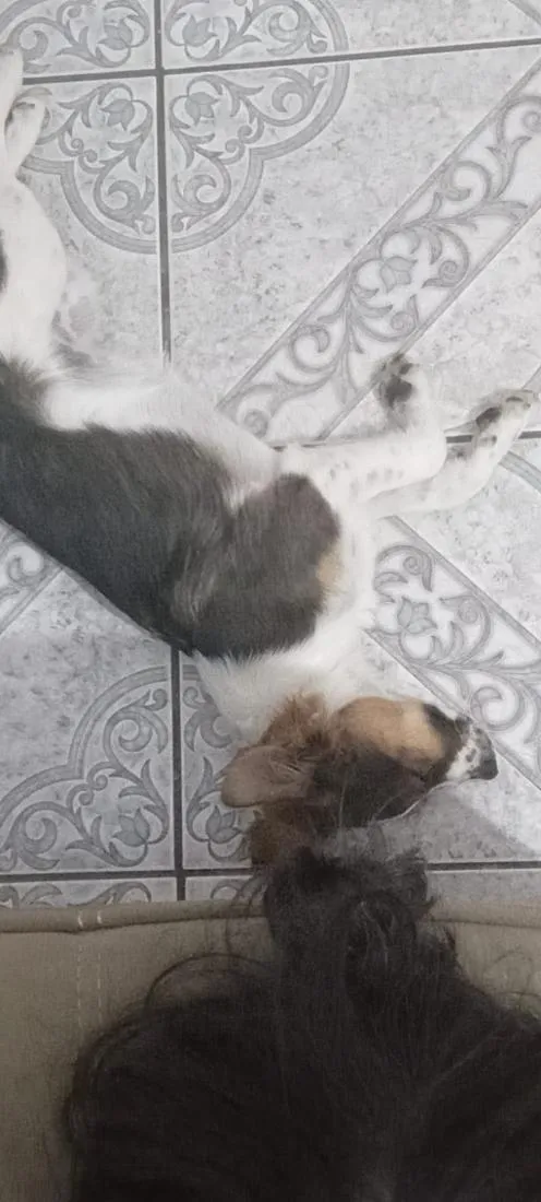 Cachorro raça SRD-ViraLata idade 2 a 6 meses nome Orelha (provisório)