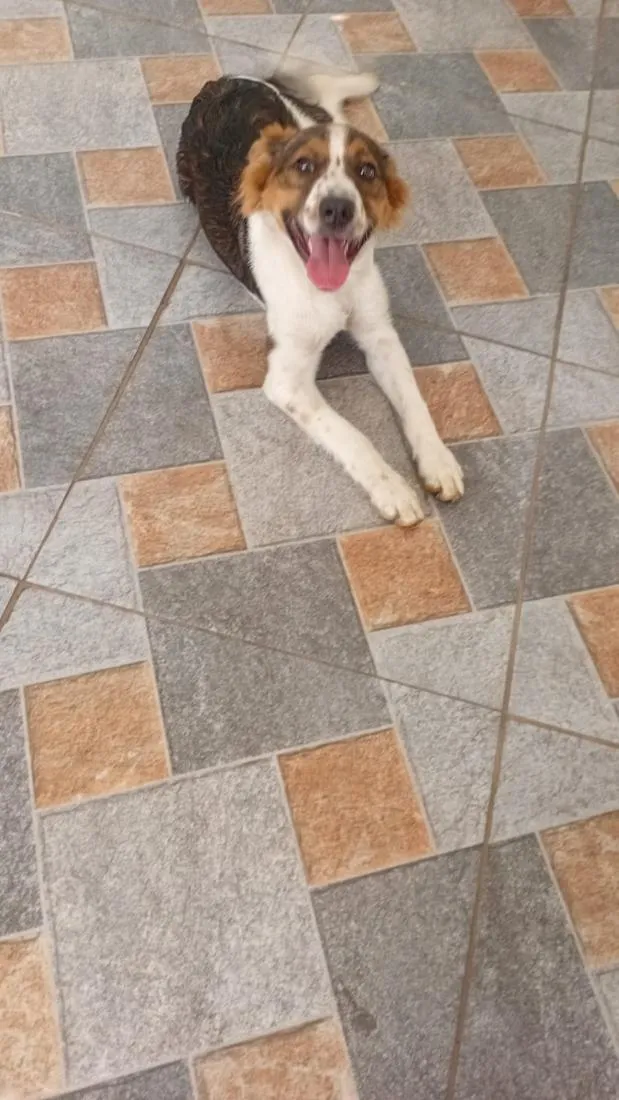 Cachorro raça SRD-ViraLata idade 2 a 6 meses nome Orelha (provisório)