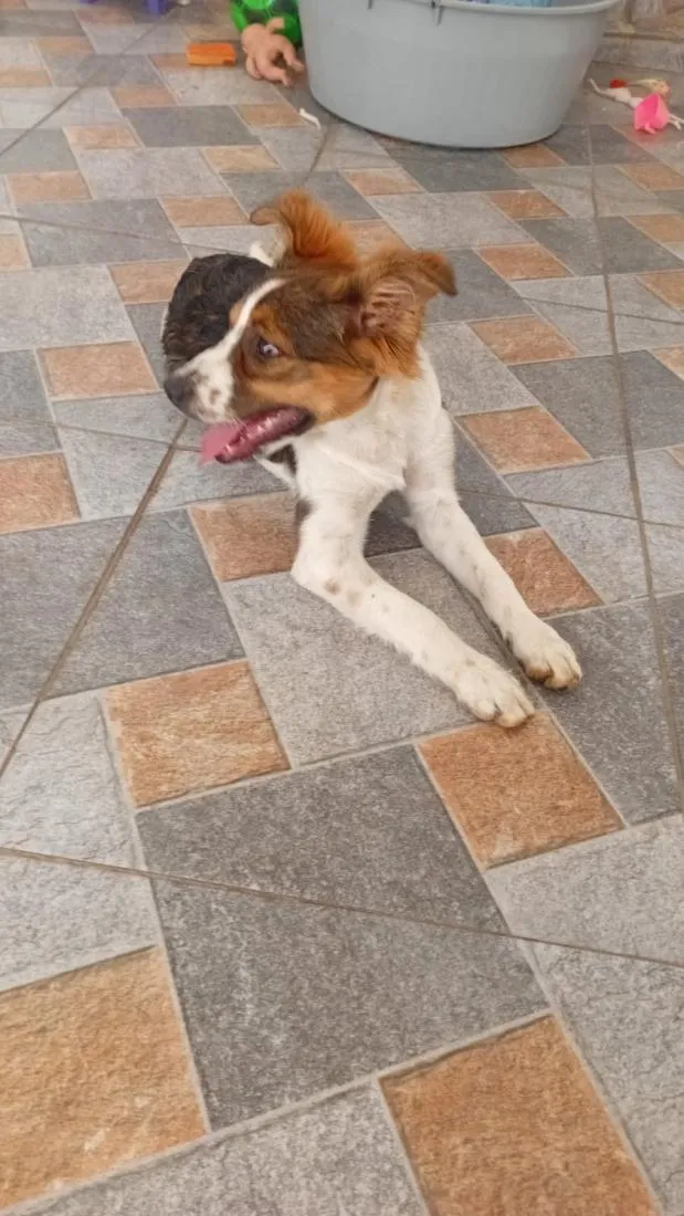 Cachorro raça SRD-ViraLata idade 2 a 6 meses nome Orelha (provisório)