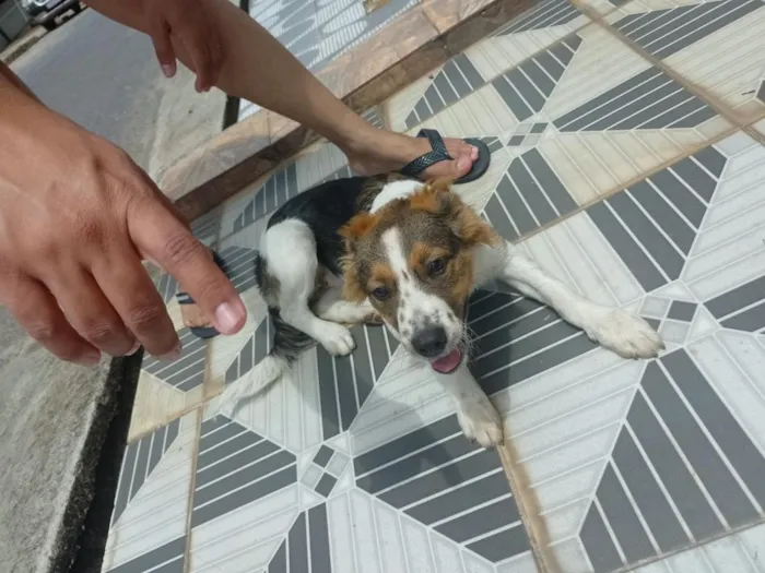 Cachorro raça SRD-ViraLata idade 2 a 6 meses nome Orelha (provisório)