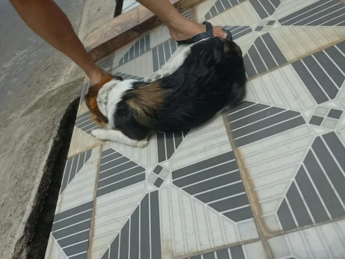 Cachorro raça SRD-ViraLata idade 2 a 6 meses nome Orelha (provisório)