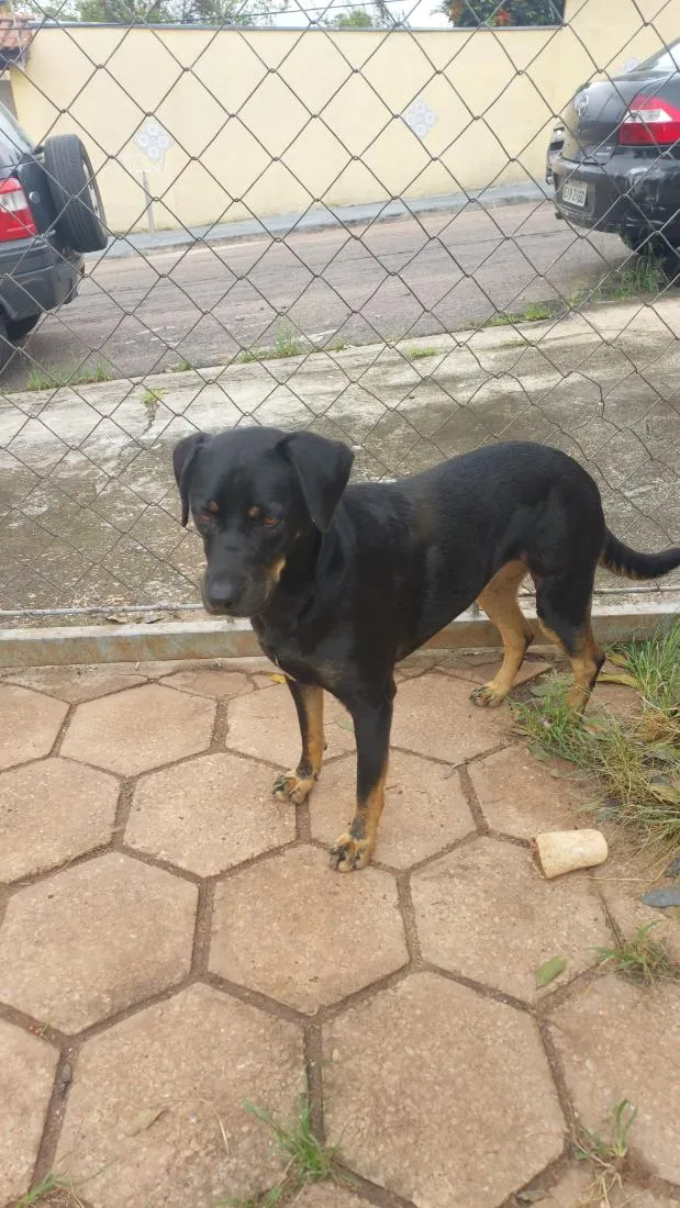 Cachorro raça SRD-ViraLata idade 1 ano nome Mel