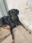 Mel