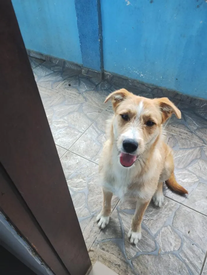 Cachorro raça SRD-ViraLata idade 1 ano nome Marley 