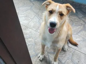 Cachorro raça SRD-ViraLata idade 1 ano nome Marley 