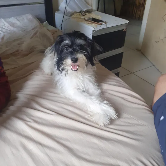 Cachorro raça SRD-ViraLata idade 3 anos nome Laika