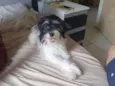 Laika