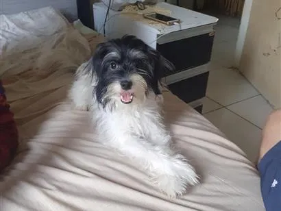 Cachorro raça SRD-ViraLata idade 3 anos nome Laika