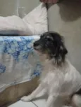 Marshall
