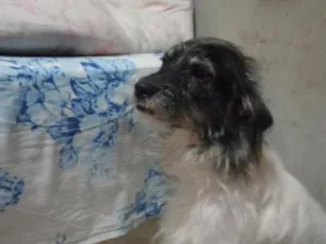 Cachorro raça SRD-ViraLata idade 2 anos nome Marshall