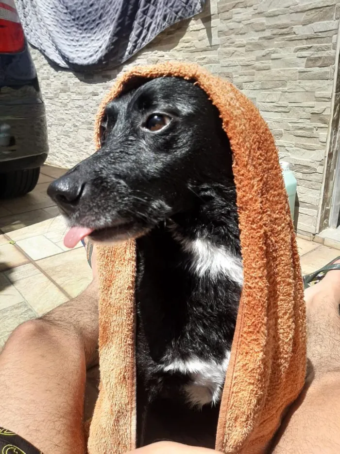 Cachorro raça SRD-ViraLata idade 2 anos nome Ohana 
