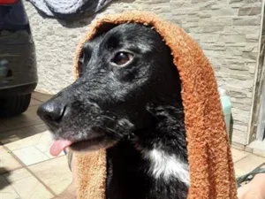 Cachorro raça SRD-ViraLata idade 2 anos nome Ohana 