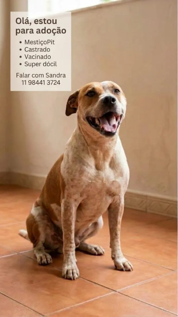 Cachorro raça SRD-ViraLata idade 3 anos nome Tob