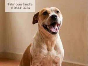 Cachorro raça SRD-ViraLata idade 3 anos nome Tob