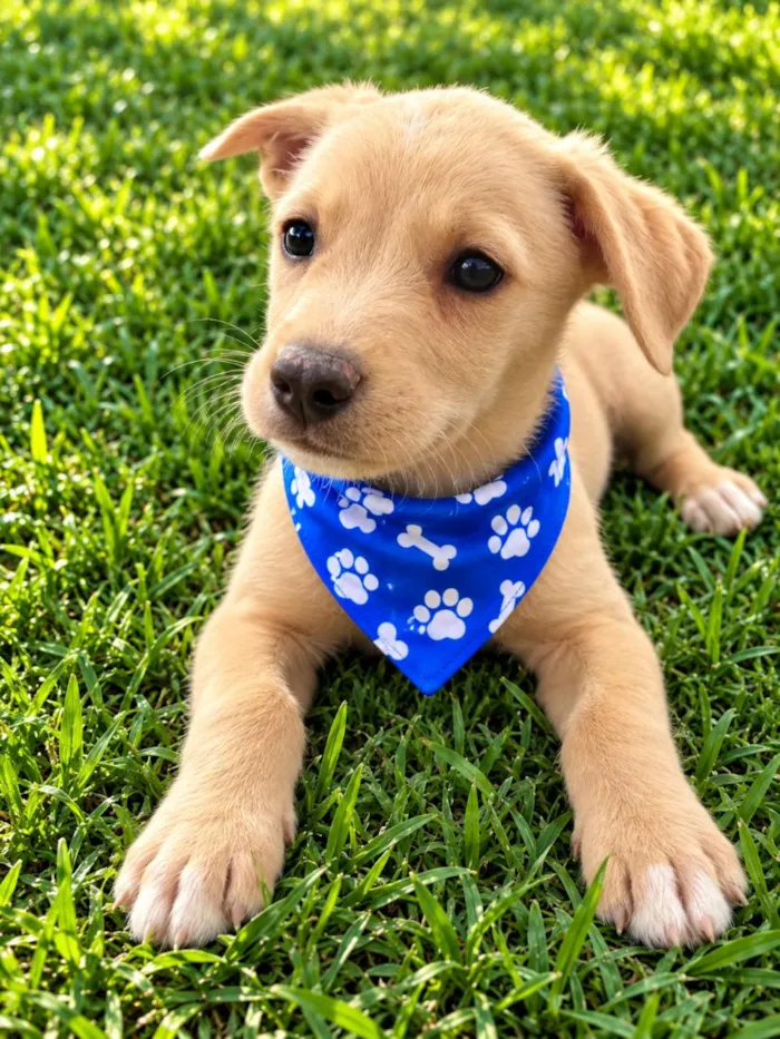 Cachorro raça SRD-ViraLata idade 2 a 6 meses nome Dengoso
