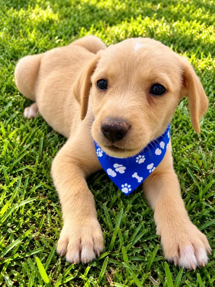 Cachorro raça SRD-ViraLata idade 2 a 6 meses nome Dengoso