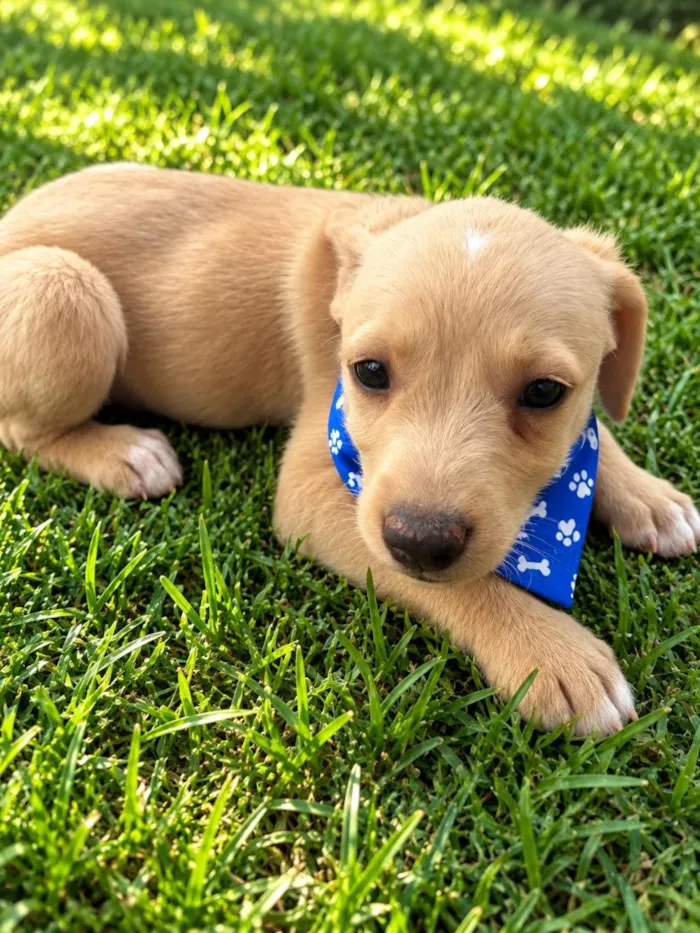 Cachorro raça SRD-ViraLata idade 2 a 6 meses nome Dengoso