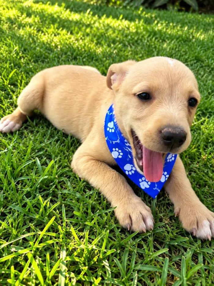 Cachorro raça SRD-ViraLata idade 2 a 6 meses nome Dengoso
