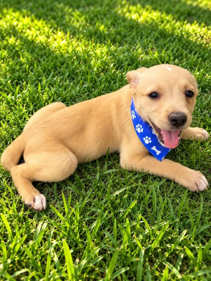 Cachorro raça SRD-ViraLata idade 2 a 6 meses nome Dengoso