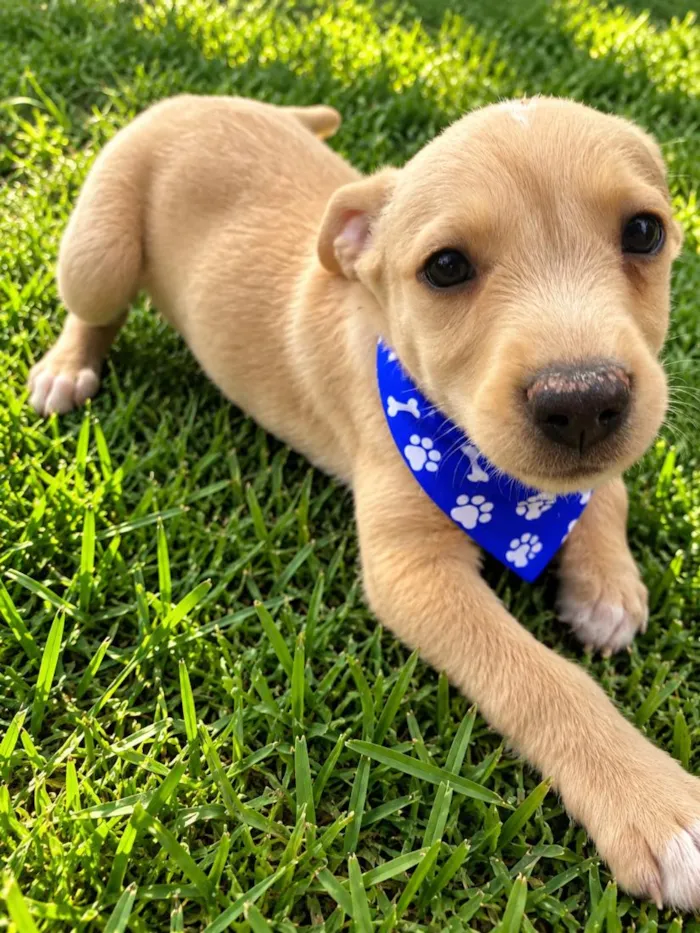 Cachorro raça SRD-ViraLata idade 2 a 6 meses nome Dengoso