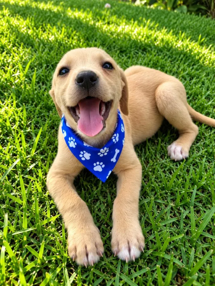 Cachorro raça SRD-ViraLata idade 2 a 6 meses nome Dengoso