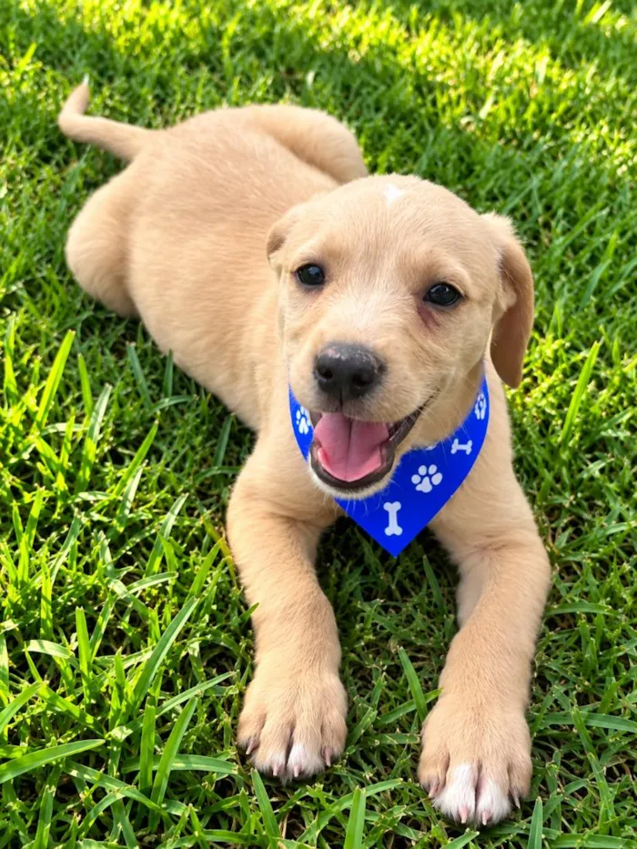 Cachorro raça SRD-ViraLata idade 2 a 6 meses nome Dengoso