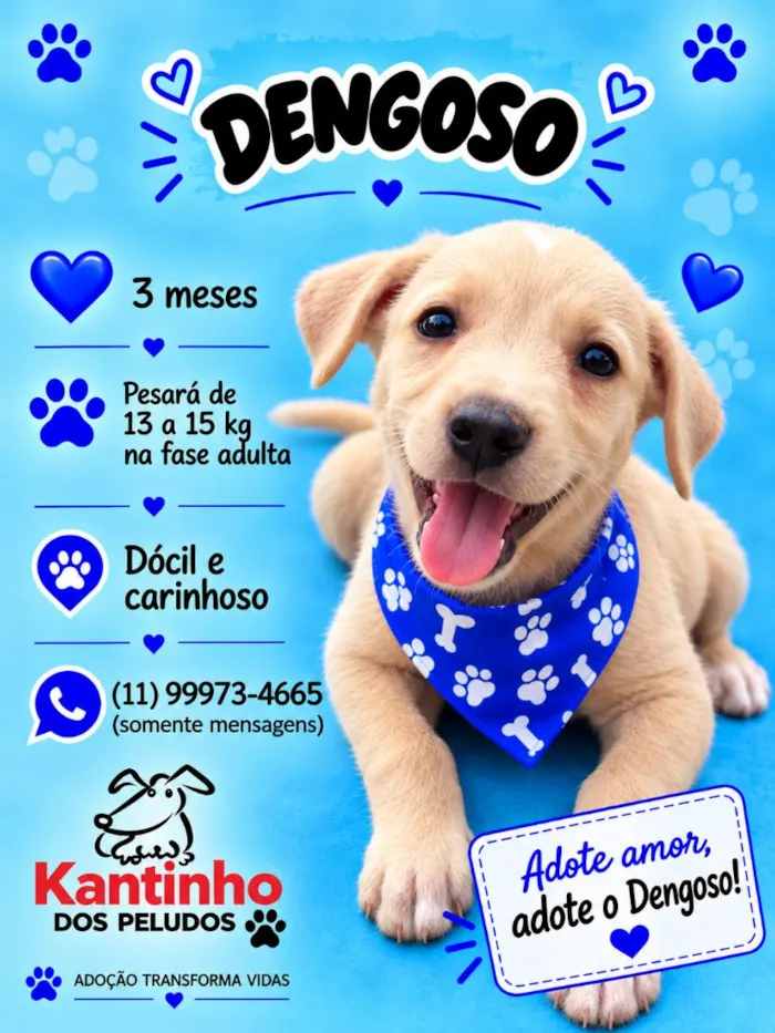 Cachorro raça SRD-ViraLata idade 2 a 6 meses nome Dengoso
