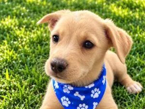 Cachorro raça SRD-ViraLata idade 2 a 6 meses nome Dengoso
