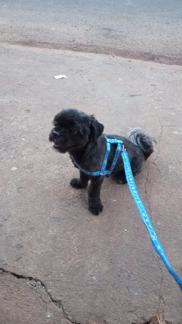 Cachorro raça Shitzu idade 7 a 11 meses nome Marley