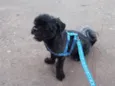 Marley