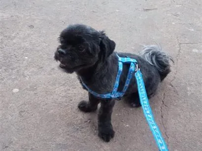 Cachorro raça Shitzu idade 7 a 11 meses nome Marley