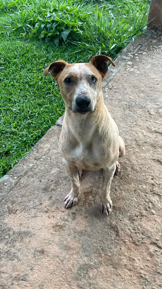 Cachorro raça SRD-ViraLata idade 2 anos nome Scooby