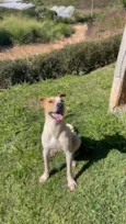 Scooby