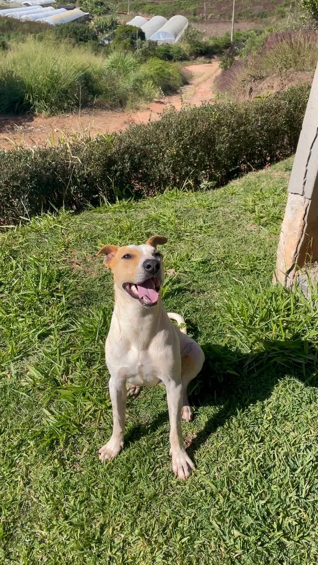 Cachorro raça SRD-ViraLata idade 2 anos nome Scooby