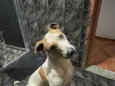 Scooby