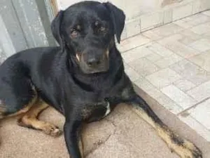 Cachorro raça SRD-ViraLata idade 1 ano nome Mel