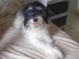 Laika